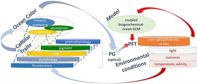 Obtaining Phytoplankton Diversity from Ocean Color: A Scientific Roadmap for Future Development